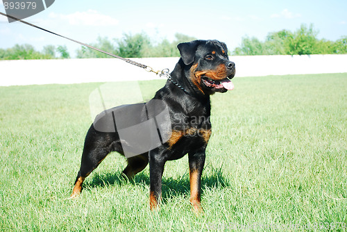 Image of rottweiler