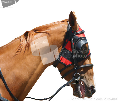 Image of Chestnut Racehorse with Red Hood