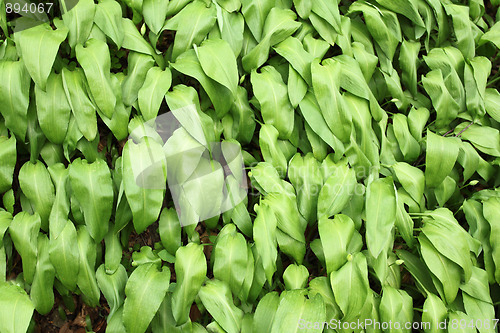 Image of Allium ursinum