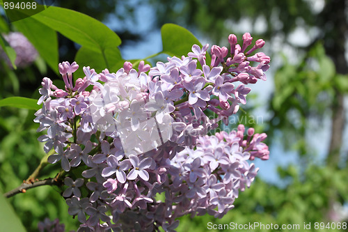 Image of Lilac