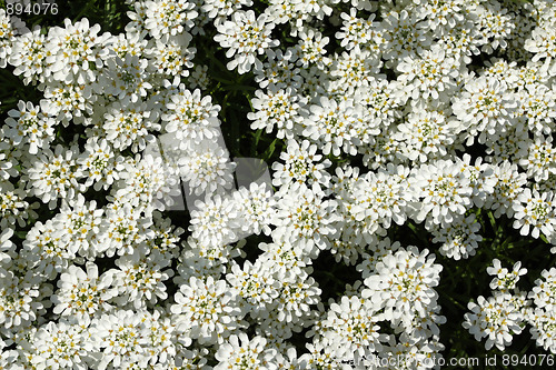 Image of Evergreen candytuft