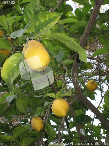 Image of Lemontree