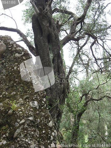 Image of Old tree and rock