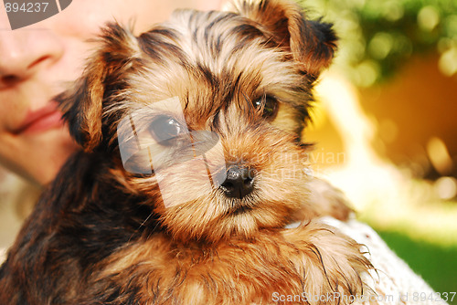 Image of Yorkshire Terrier