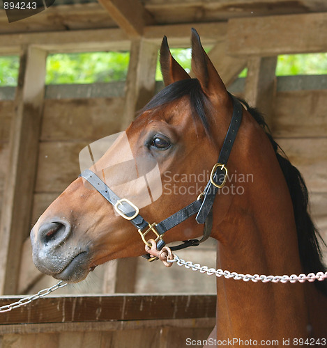 Image of Bay Racehorse 