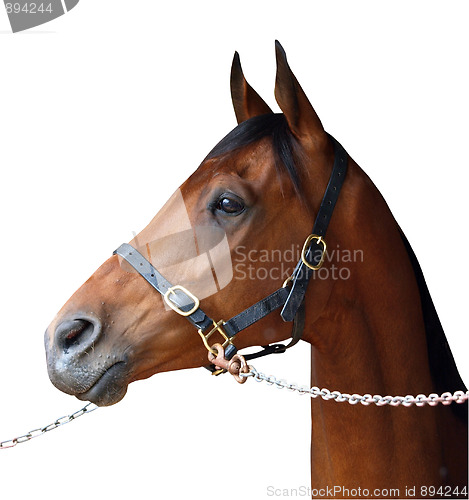 Image of Bay Racehorse 