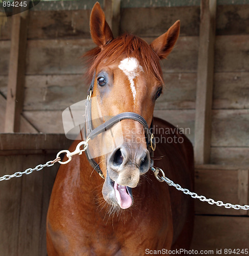 Image of Funny Face
