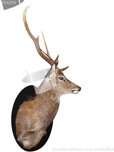 Image of Seven Point Stag Head 