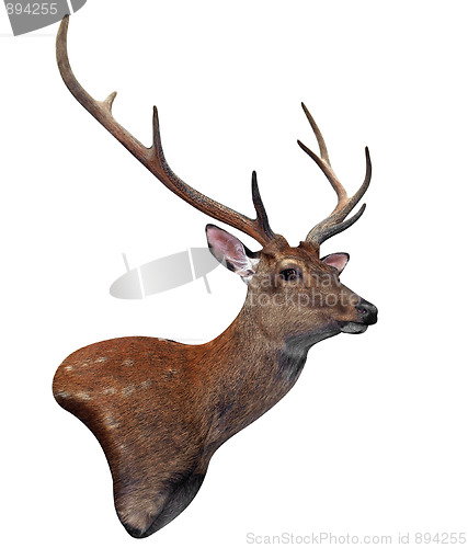 Image of 8 Point Deer Head