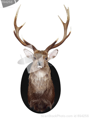Image of Nine Point Mounted Stag's Head 