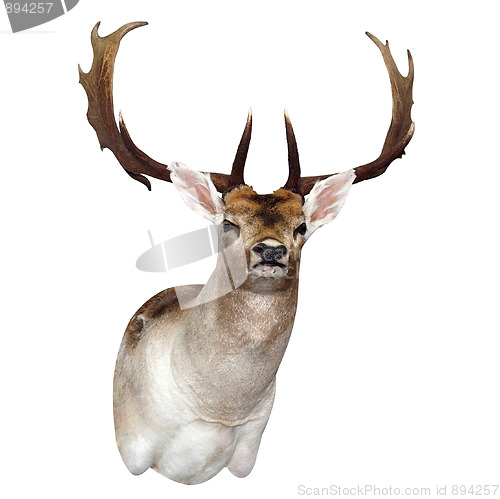 Image of 11 Point Fallow Deer