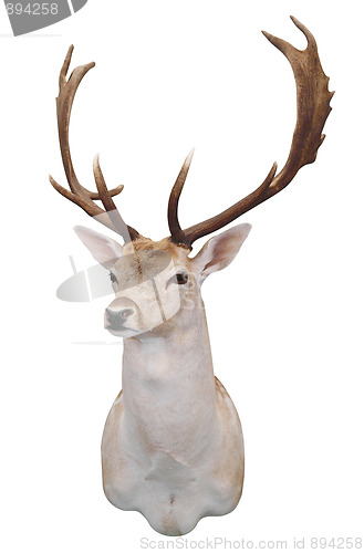 Image of 12 Point Fallow Stag's Head