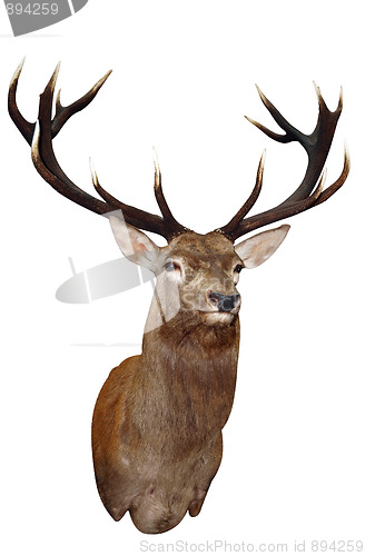 Image of 14 Point Sika Stag's Head