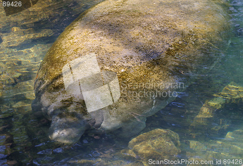 Image of Manatee