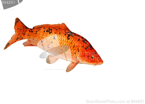 Image of Mounted Koi Carp 