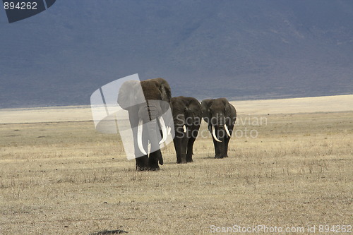 Image of Elephants