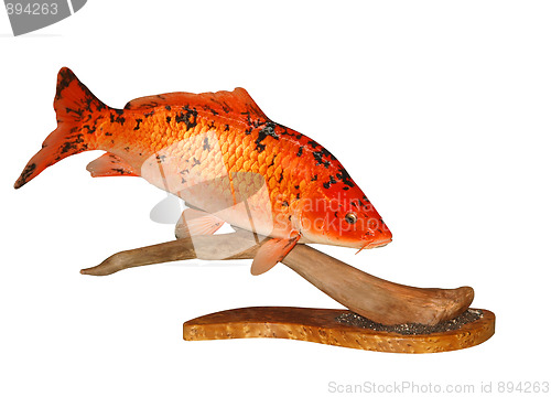 Image of Mounted Koi Carp 