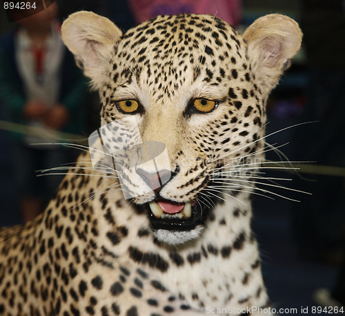 Image of Trophy Leopard