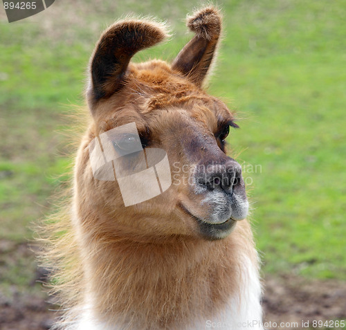 Image of Lop Eared Llama