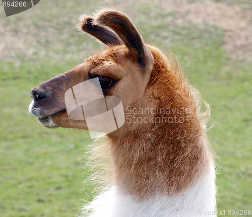 Image of Llama Portrait