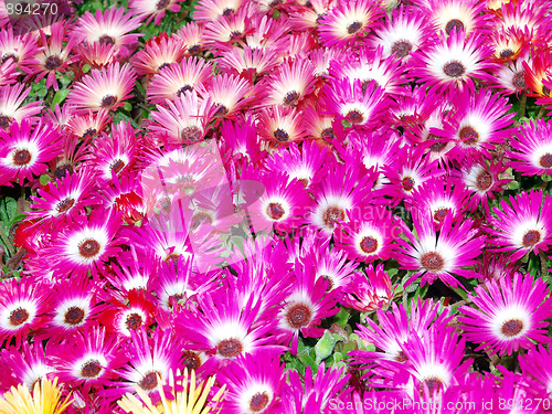 Image of Livingstone Daisies (Mesembryanthemum criniflorum) 