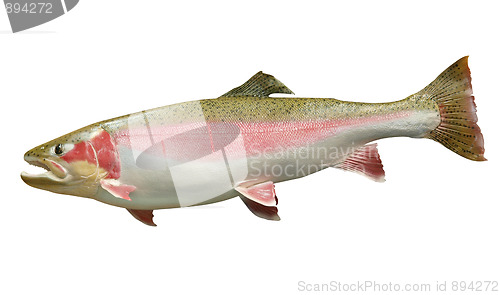 Image of Trophy Rainbow Trout i