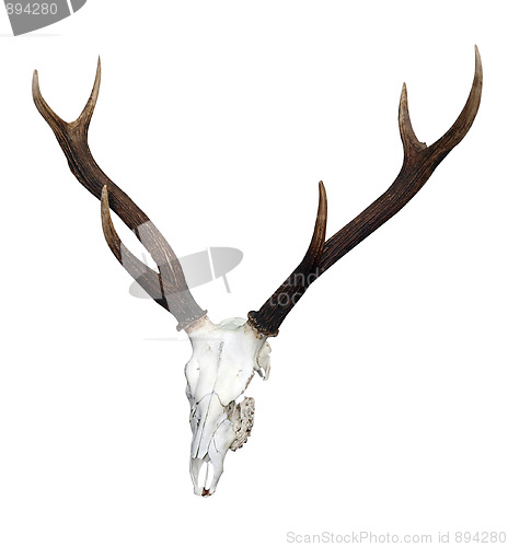 Image of Deer Skull with 6 Point Antlers