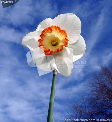 Image of Spring Daffodil