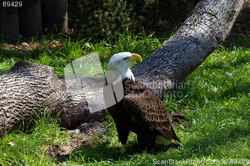 Image of Bald Eagle