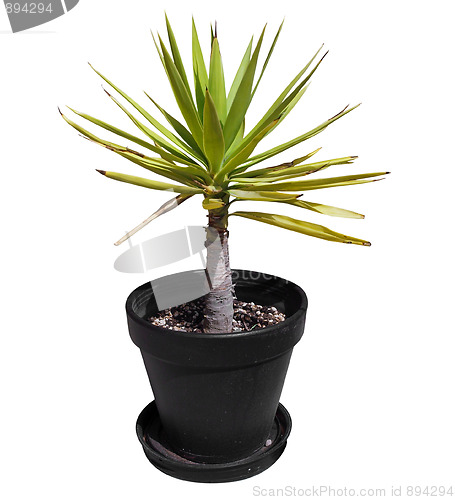 Image of Small Yucca