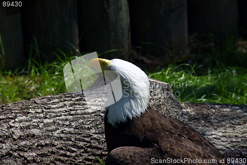 Image of Bald Eagle