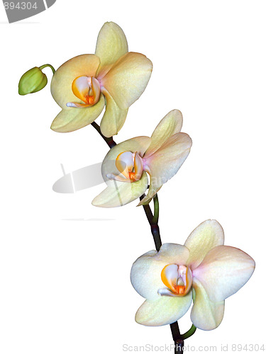 Image of Spray of Orchids