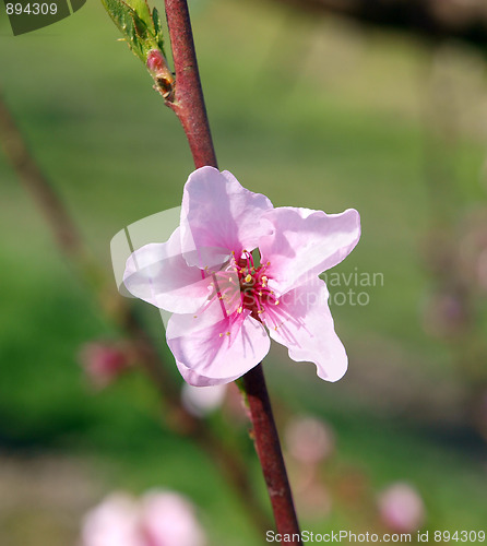 Image of Single Peach Blossom
