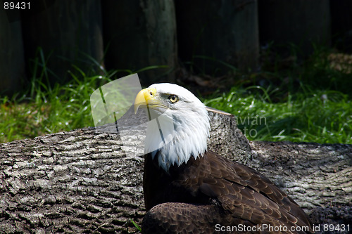 Image of Bald Eagle