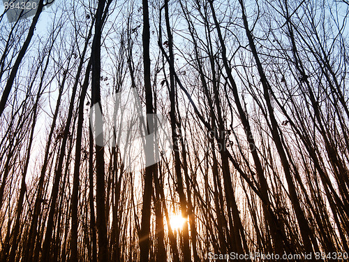 Image of Sunset in forest