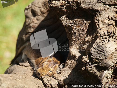 Image of Degu sleeping