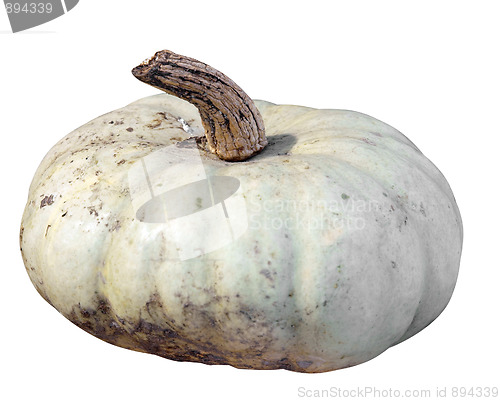 Image of Single Pumpkin