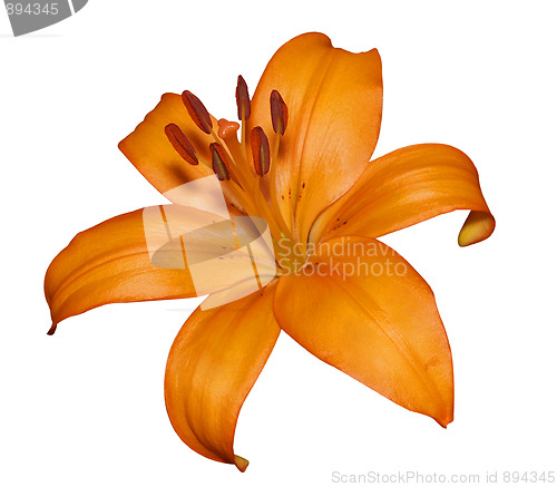 Image of Orange Lily