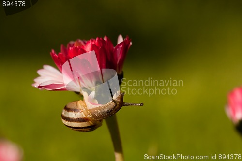 Image of snail on red flower