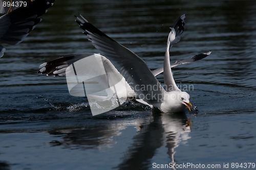 Image of seagulls