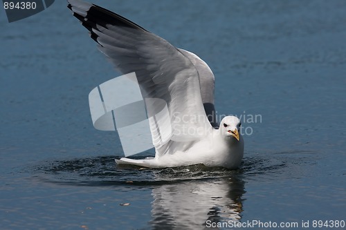 Image of swimming seagull