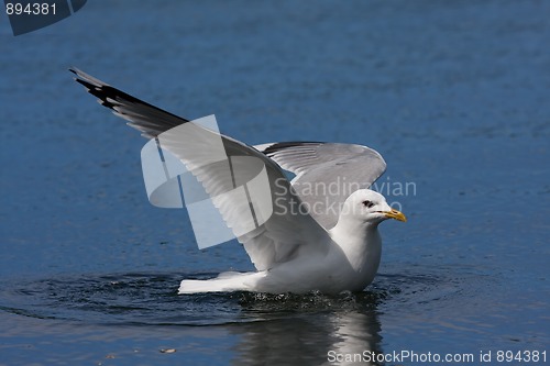 Image of swimming