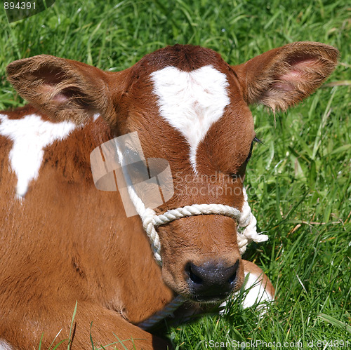 Image of Ayrshire Calf