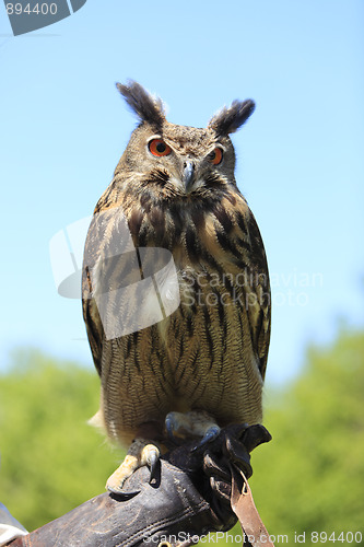 Image of Owl