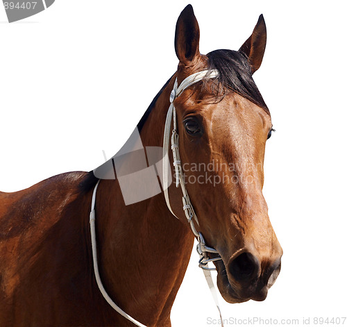 Image of Bay Thoroughbred 