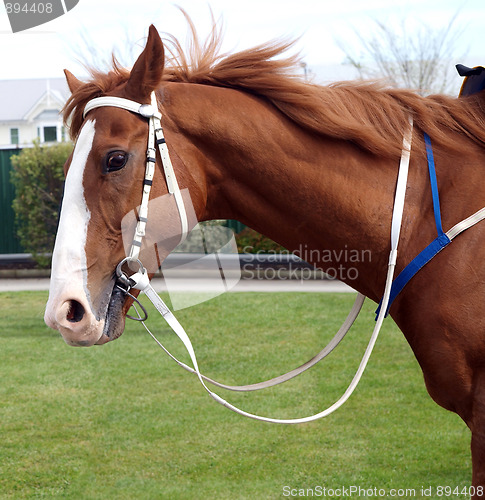 Image of Chestnut Racehorse