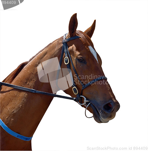 Image of Chestnut Racehorse
