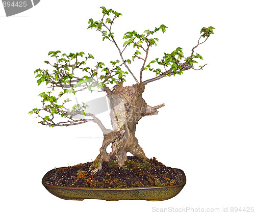 Image of Bonsai Elm (Ulmaceae) 