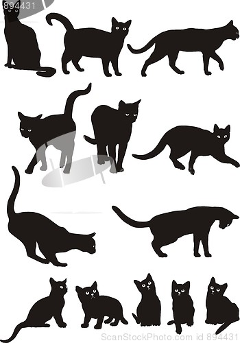 Image of Cats