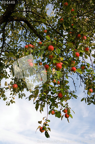 Image of The bunch of apples